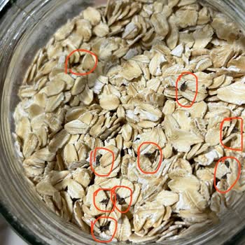 Eti Gıda Kaliteli Bulduğum Eti Lifalif'te Böcek Ve İpliklenme Sorunu!