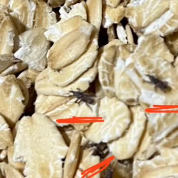 Eti Gıda Kaliteli Bulduğum Eti Lifalif'te Böcek Ve İpliklenme Sorunu!