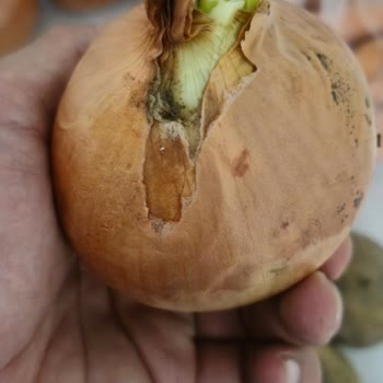 Şok Market Cepte Şok Siparişi Hakkında. Çürük Ürün