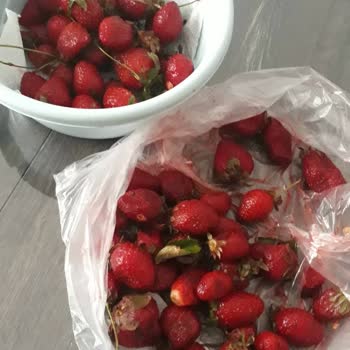 Altunbilekler Çürük Çilek Satışa Sunulmuş