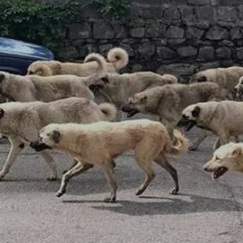 Fatih Belediyesi 5 Yaşındaki Oğluma Dehşeti Yaşatan Köpek