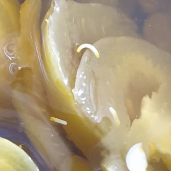 Kühne Migros'ta Kurtlu Turşu Hayal Kırıklığı