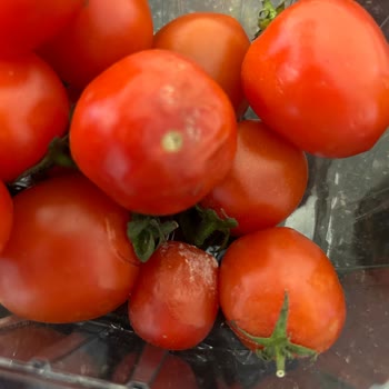 Getir Firmasının Çürük Ürün Getirmesi Ve Ürününün Arkasında Durmaması