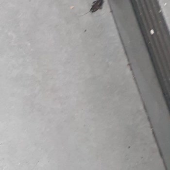 Yaprak Dönercisi Çok Pahalı Bir Menüyü Kafalarına Göre Verdiler.