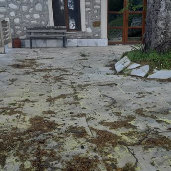 Karacasu Belediyesi Dedebağı Mescit Ve Avlularının Bakımsızlığı