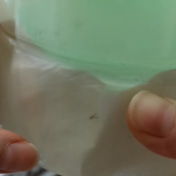 Mis Böceklenmiş Mis Peynir Mis Gibi Peynir