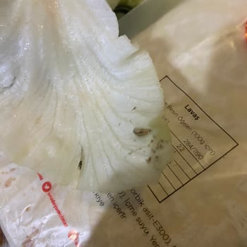 O Ses Çiğköfte Kurt Çıktı