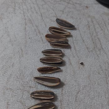 Tadım Bilinçli Olarak Bozuk Ürün Defolu Ürün Satıyor Çekirdekleri Boş