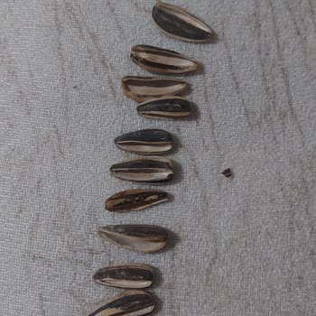 Tadım Bilinçli Olarak Bozuk Ürün Defolu Ürün Satıyor Çekirdekleri Boş