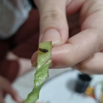 Duruşehir Pide Kalkanca Salatadan Solucan Çıktı