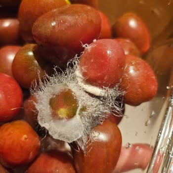 Getir Küflü Domates Satıyor