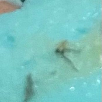 Çorum Elit Dondurmada Sinek Çıktı!