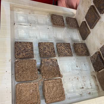 Nestle Çikolata Bozuk Çıktı