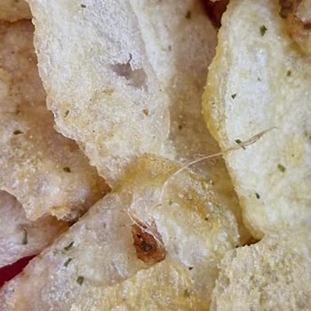 Lays De Böcek Çıkması