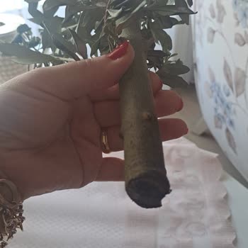 ÇiçekSepeti Zeytin Ağacı Hayal Kırıklığı Ve İlgisiz Müşteri Hizmetleri