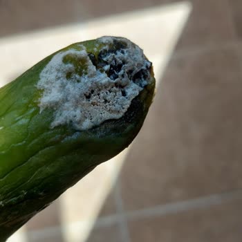 Cepte Şok Market Şikayet