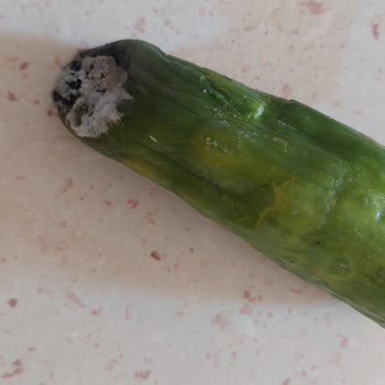 Cepte Şok Market Şikayet