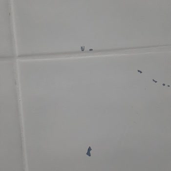 Bianca Boya Pişmanlıktır Zararımız 3 Katına Çıktı