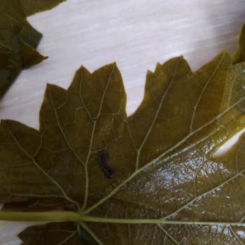 Hakmar Gıda Kazova Marka Tokat Yaprağı Şikayeti