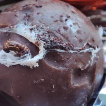 Kahve Dünyası Lavi Çikolata İçinden Kurt Çıktı.