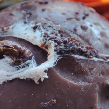 Kahve Dünyası Lavi Çikolata İçinden Kurt Çıktı.