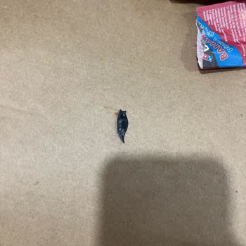 Domino's Pizza Pizza Siparişinde Plastik Parça Bulundu