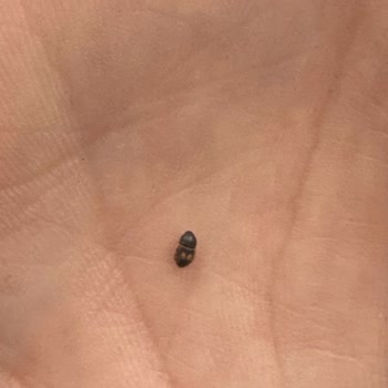 Çitlekçi Hurmadan Çıkan Böcek