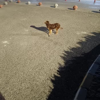 Kocaeli Üniversitesi Hastanesi Hastane Bahçesi Ve Çevresindeki Köpeklerin Kontrol Altına Alınması!
