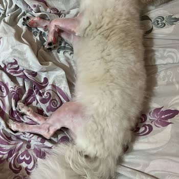 Petalya Bakırköy Hayvan Kuaförü