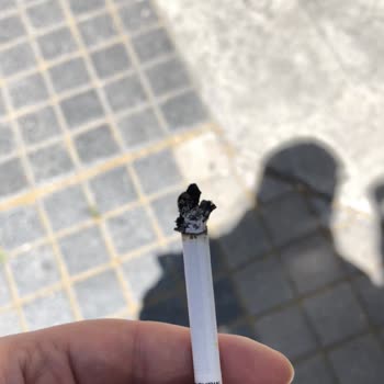 Philip Morris Sigarının İçinden Odun Çıktı.