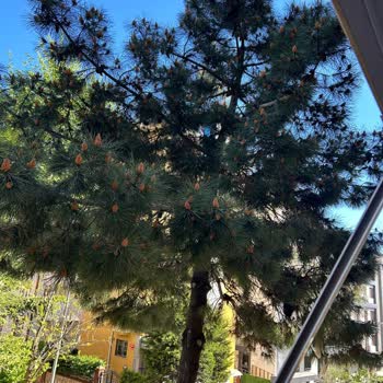 Kartal Belediyesi Kaldırımdaki Çam Ağacı Budaması Hk.