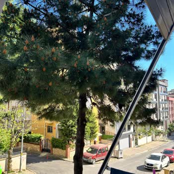 Kartal Belediyesi Kaldırımdaki Çam Ağacı Budaması Hk.