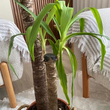 IKEA İka Ürün Kalitesizliği