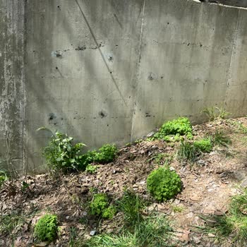 İBB - İstanbul Büyükşehir Belediyesi Eyüp Mezarlık Şikayet