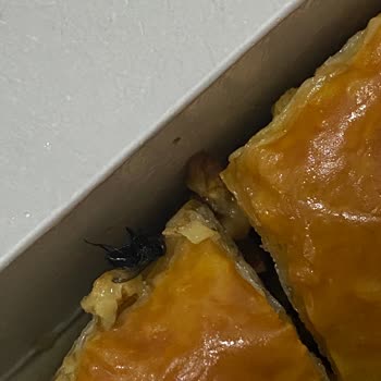 Kızıltepe Mila Cafe Ölü Sinek