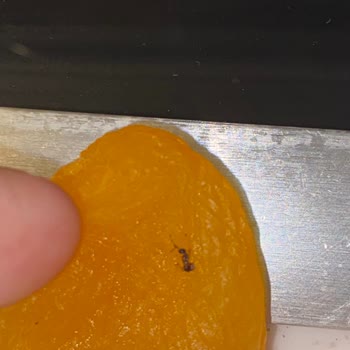 Simbat Kuruyemiş Kuru Kayısıdan Böcek Çıktı