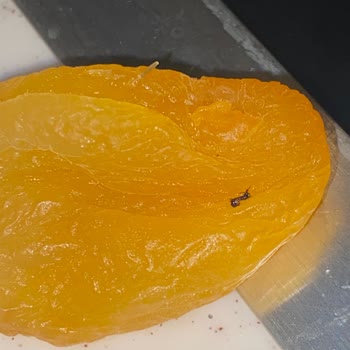 Simbat Kuruyemiş Kuru Kayısıdan Böcek Çıktı