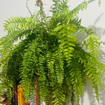 Es Plante Esplante Bitki Satıcısı Solmuş Bitki Gönderiyor Eksik Gönderiyor