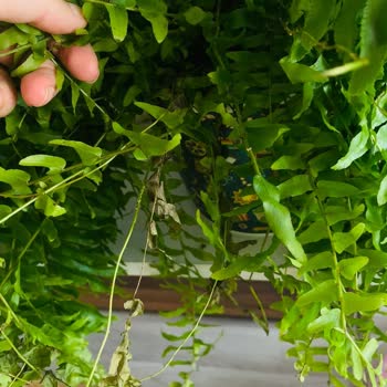Es Plante Esplante Bitki Satıcısı Solmuş Bitki Gönderiyor Eksik Gönderiyor
