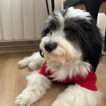 Marmaray Hayvanlara Davranış Şekillerinden Şikayetçiyim