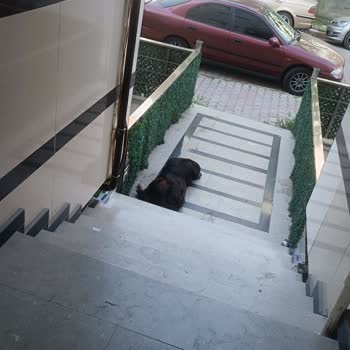 Beylikdüzü Belediyesi Başıboş Saldırgan Köpekler!