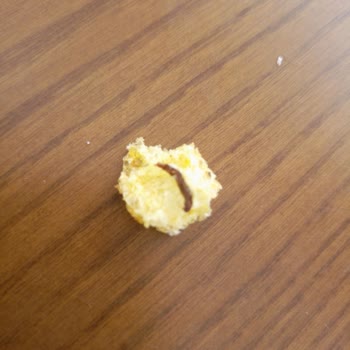 Star Krak Cipsten Kurt Çıktı