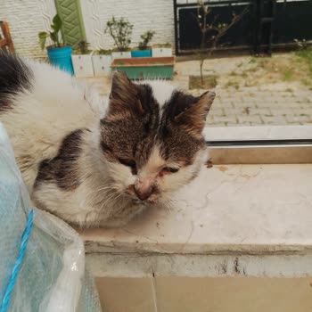 Menderes Belediyesi Veterinerlik Bölümü İlgisizlikleri