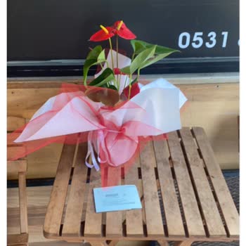 Çiçek Sepeti Seçtiğim Çiçek Yerine İptal Ettiğim Çiçeği Gönderdi