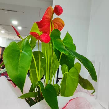 Çiçek Sepeti Seçtiğim Çiçek Yerine İptal Ettiğim Çiçeği Gönderdi