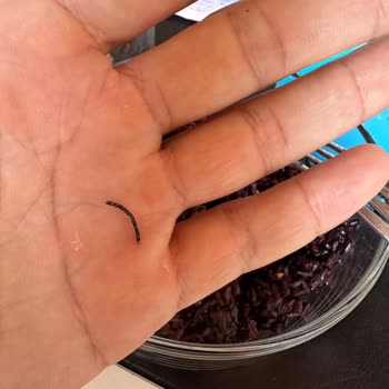 Yayla Bakliyat Siyah Tel Çıktı