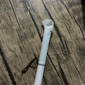 Philip Morris Parliement Night Blue Sigaraları İçinden Tütün Yerine Çıra Çıkıyor!