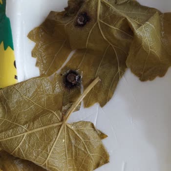 Hakmar Gıda Gıda Sektörü Özensiz