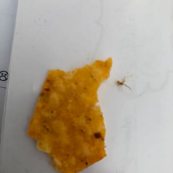 Patos Cipsin İçinden Böcek Çıktı