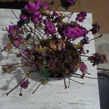 Berceste Peyzaj Sipariş Edilen Çiçeğin Kalitesiz Olması